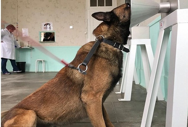 Kỳ lạ giống chó ngửi thấy bệnh ung thư