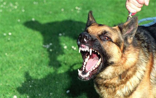Em bé chết khi chữa chó dại cắn bằng thuốc nam: Không xử lý được ‘lang băm’?