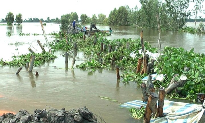Vỡ đê, 148 ha lúa ở Đồng Tháp chìm trong nước lũ