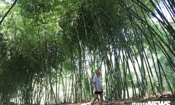 Con đường tre xanh đẹp như tranh vẽ của lão nông 83 tuổi ở Hậu Giang