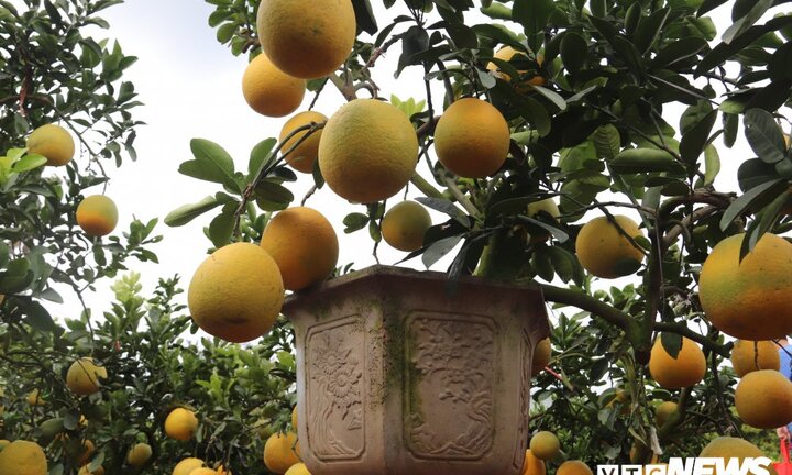 Ảnh: Đưa bưởi Diễn miền Bắc về miền Tây chơi Tết