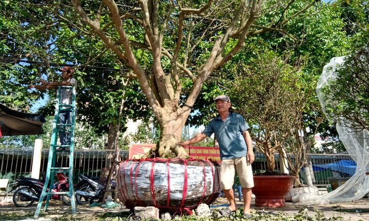 Mai vàng trăm tuổi giá 3 tỷ đồng được rao bán trên vỉa hè Cần Thơ