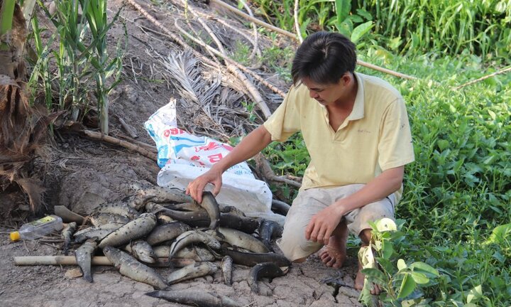 Xả thải gây ô nhiễm sông Cái Lớn: Dân nuôi thủy sản mỏi mắt chờ bồi thường