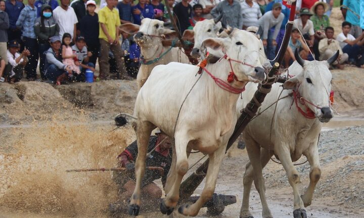 Ảnh: Đã mắt với màn so tài tốc độ của những chú bò miền Tây