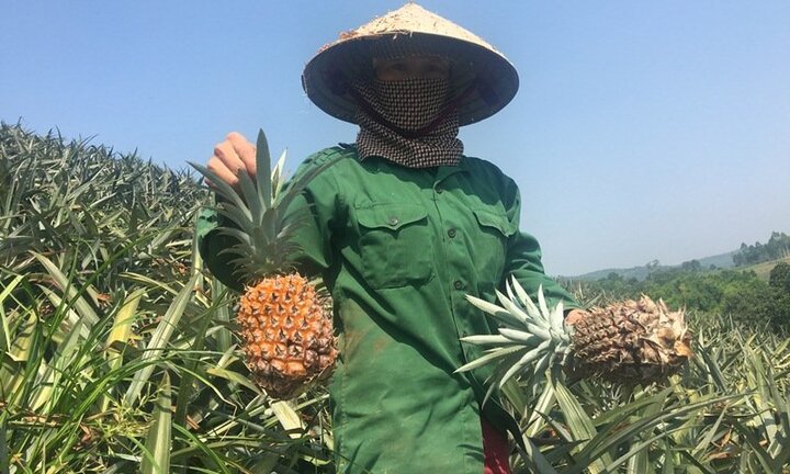 Dứa 2.000 đồng/kg, nông dân để thối đầy đồng