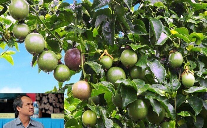 Nông nghiệp Hoàng Anh Gia Lai dự kiến lợi nhuận năm 2018 bằng 1/3 năm 2017, không chia cổ tức