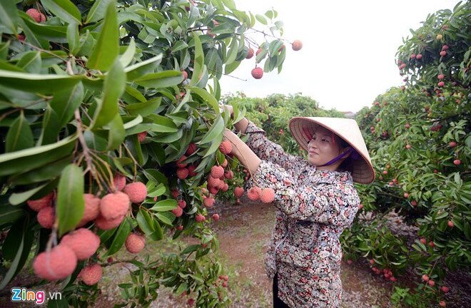Máy bay chở 200 tấn vải thiều Việt bán qua Thái Lan