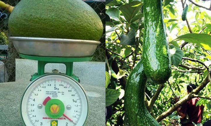 Kỳ lạ quả bơ Việt: To đùng như lợn con, nhỏ dị như ngón tay