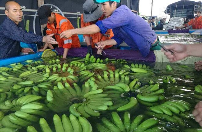 Sau chuối, chanh dây, bầu Đức tuyên bố trồng sầu riêng, bơ