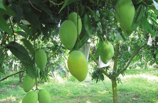 Mỹ chuẩn bị nhập xoài Việt Nam và muốn người Việt nhập việt quất Mỹ