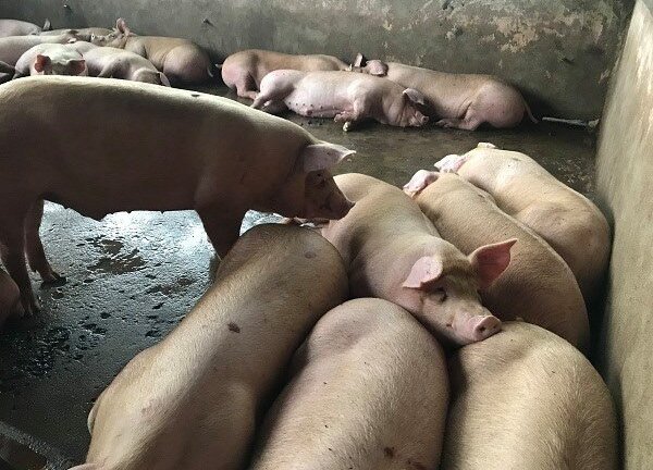 Ngày nắng nóng khủng khiếp: Đàn lợn lăn ra chết cả loạt