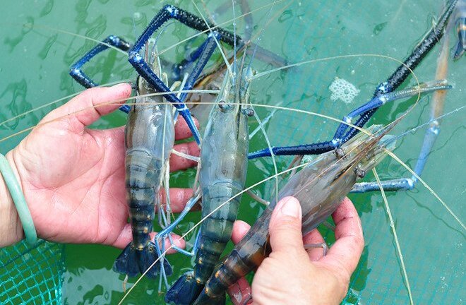Tôm càng xanh VietGap giá như tôm thường, dân tính trở về cách làm cũ