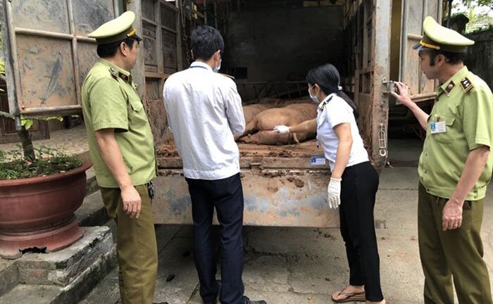 Đáng sợ: Thịt lợn Trung Quốc ồ ạt nhập lậu về Việt Nam