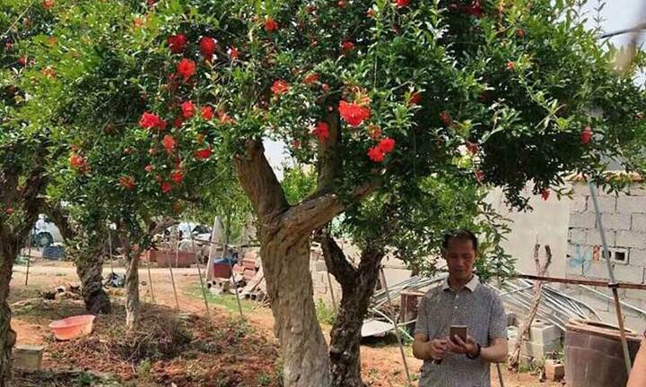 Cặp cây lựu cổ 200 năm tuổi của đại gia Sapa giá 6 tỷ đồng