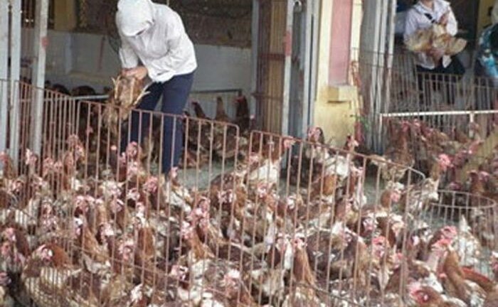 Gà Tàu đầu trọc, gà dai Hàn Quốc: Hàng thải về Việt Nam thành đặc sản