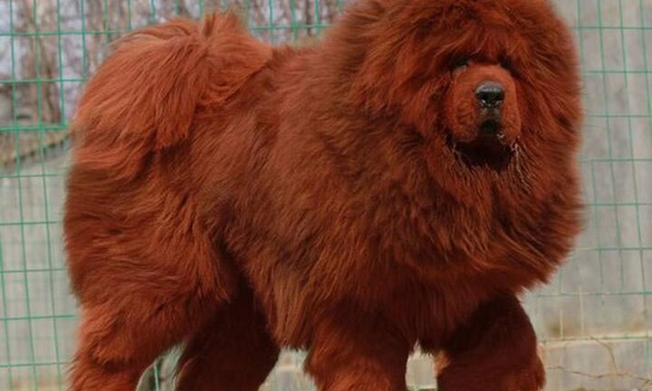 Ngao Tây Tạng: Thú hoang giết người, 'thần khuyển' triệu USD