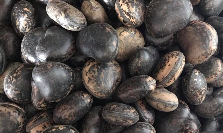 Lùng sục mua 'thần dược hút độc' đậu Lào giá 6 triệu đồng/kg