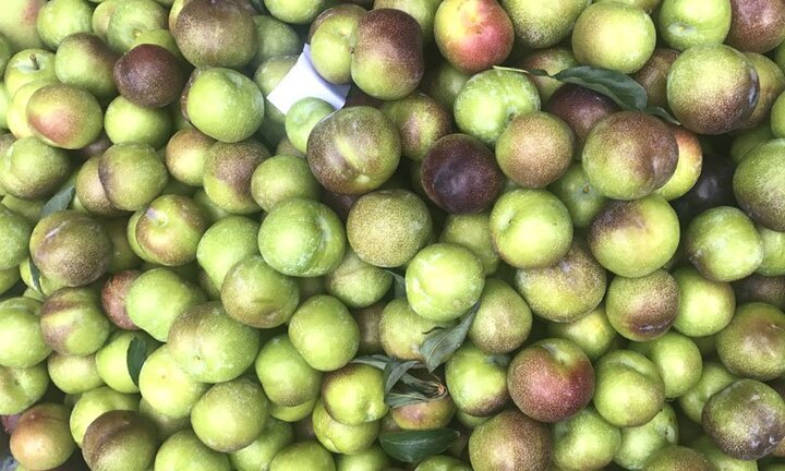 Mận Việt Nam hết mùa, 4 loại mận Tàu đổ bộ thị trường Việt