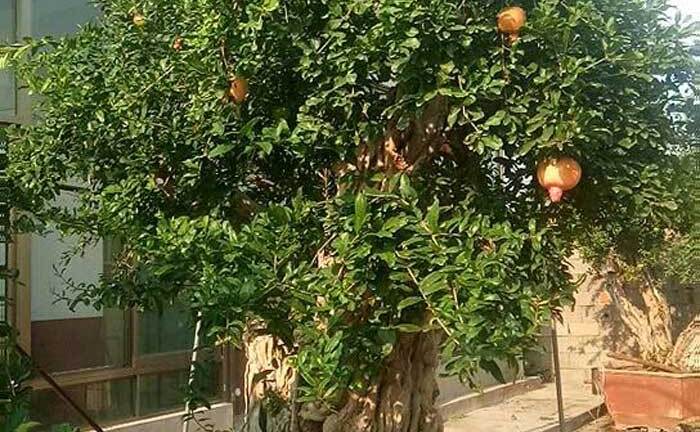 Chiêm ngưỡng cây lựu 'hoàng đế' 600 năm tuổi, trả giá 10 tỷ đồng không bán