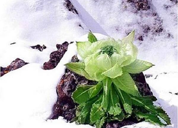 Thiên sơn tuyết liên - thảo dược cực quý hiếm, nhà giàu lùng mua