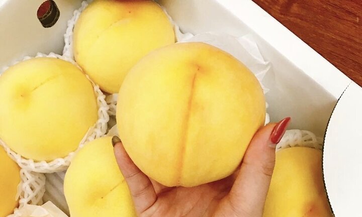 Đào vàng Nhật Bản: Món quà hút khách mùa vu lan