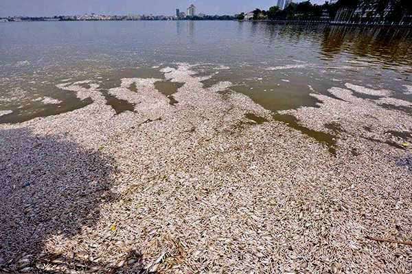 Xét nghiệm làm rõ nguyên nhân cá chết trắng ven Hồ Tây