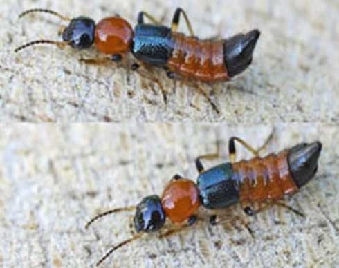 Kiến ba khoang ồ ạt tấn công người Hà Nội