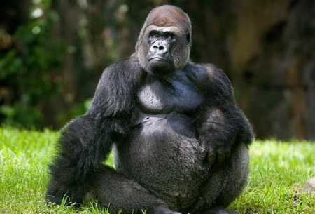 King Kong trong phim Holywood: Liệu có tồn tại khỉ đột lớn đến vậy?