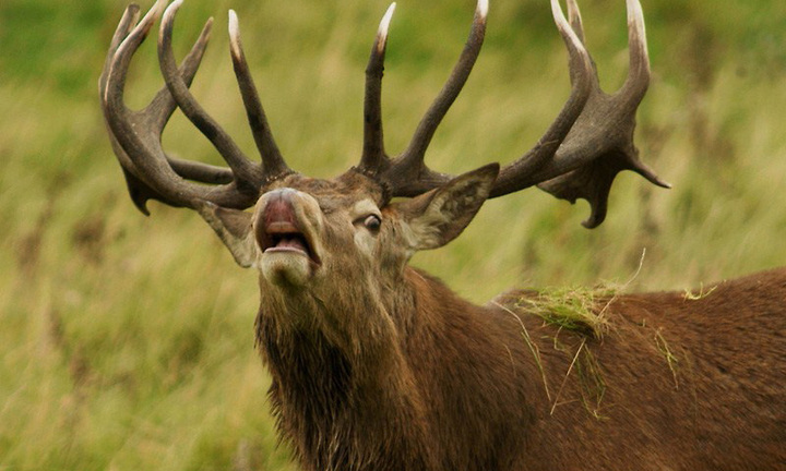 Hươu rừng húc chết thợ săn sau khi bị bắn