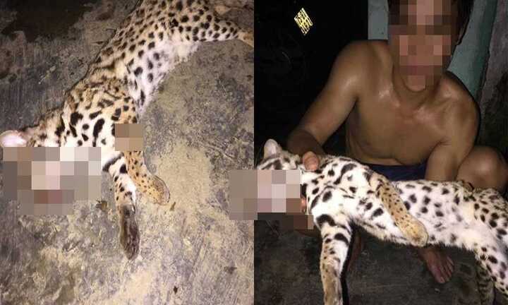 Phẫn nộ nam thanh niên sát hại mèo rừng, đăng facebook khoe khoang