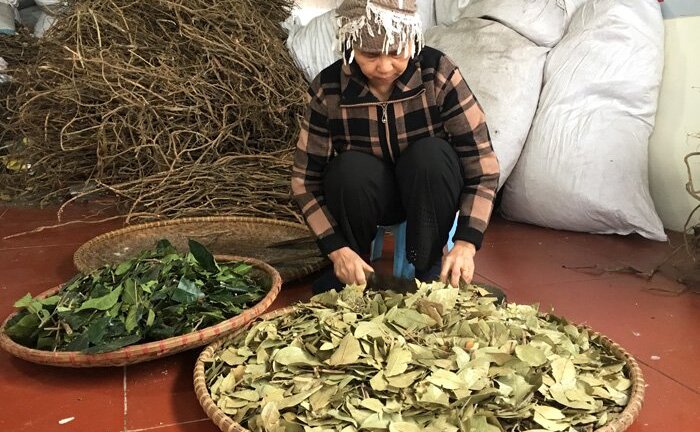 Kinh ngạc bài thuốc rẻ tiền cứu sống hàng ngàn người bệnh tim