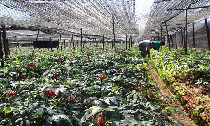 Giải mã sự thật về loại củ ‘quý hơn vàng’ Tam thất Bắc