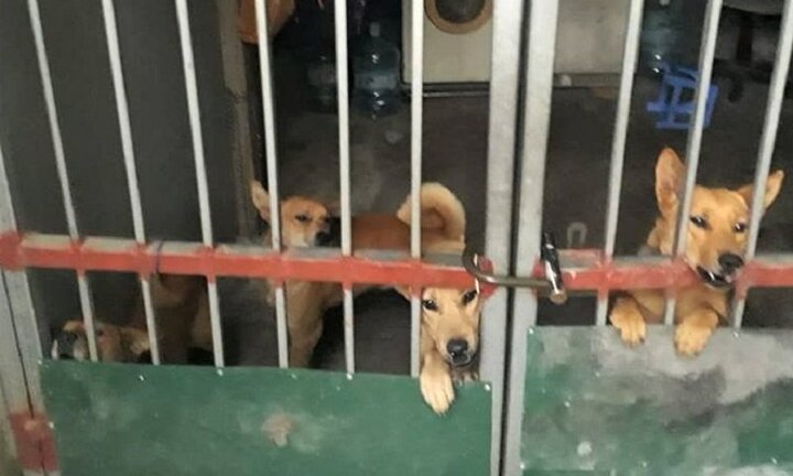 Đang chơi đùa với bạn, cháu bé bị 4 con chó lao vào tấn công ở Hà Nội