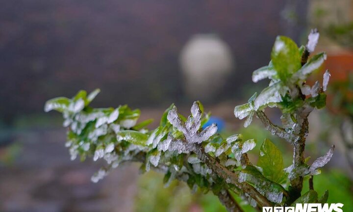 Rét đậm, rét hại ở Bắc Bộ, Bắc Trung Bộ kéo dài đến bao giờ?