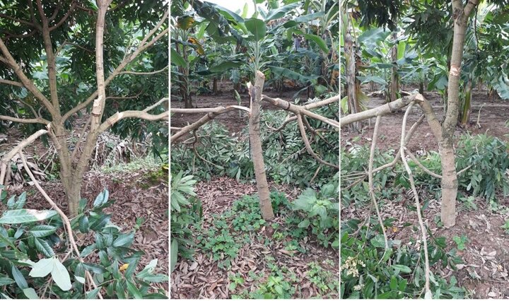 Gần trăm gốc nhãn ở Hưng Yên bị kẻ gian chặt phá tan hoang trong đêm