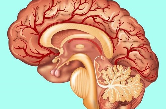 Sự thật thú vị về các cơ quan trong cơ thể không phải ai cũng biết