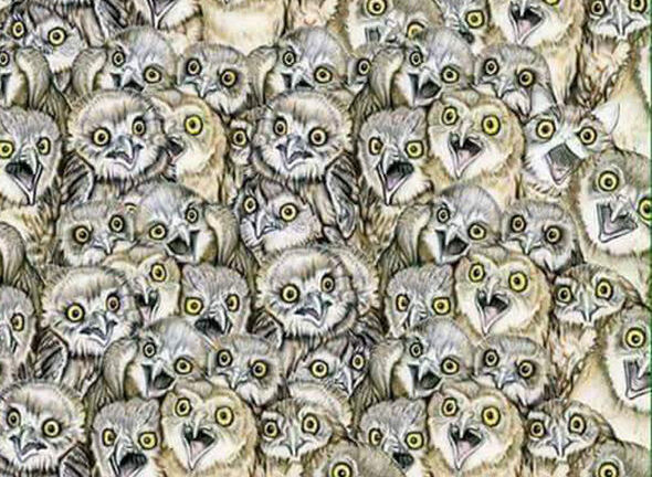 Đáp án 'câu đố tìm con mèo trốn giữa bầy cú'