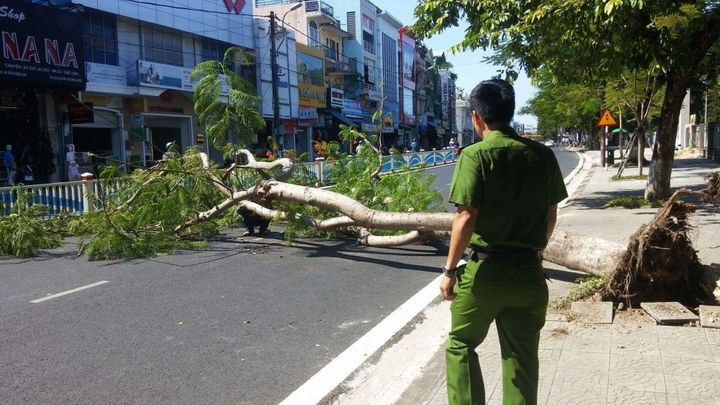 Cây xanh bật gốc, đè 2 người trọng thương
