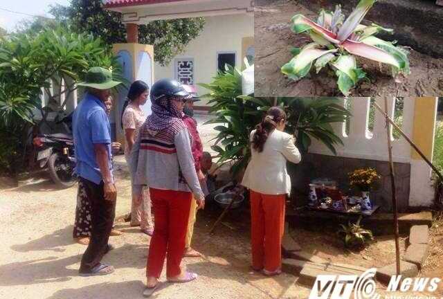 Dân đổ xô cúng bái cây chuối lạ: Chuyên gia thực vật học nói gì?