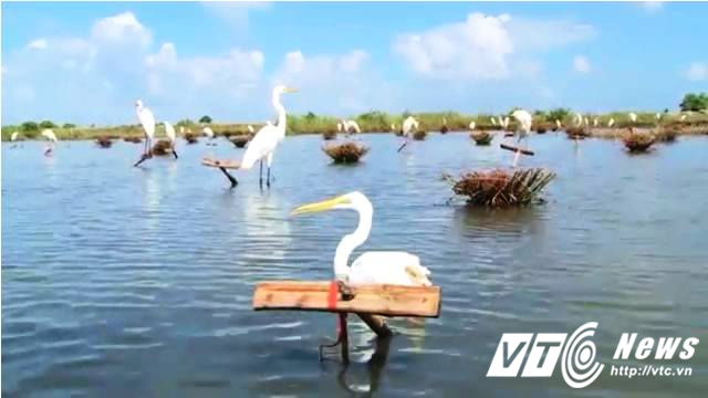 Mùa 'tận diệt chim trời' bằng keo dính ở phá Tam Giang