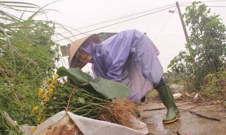 Nước mắt ở làng hoa Tết xứ Huế sau cơn lũ dữ