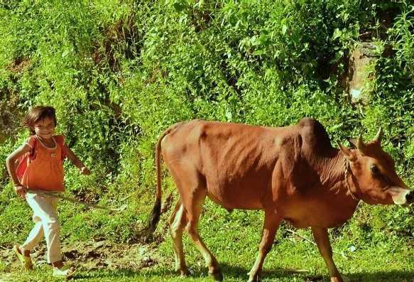 Nghi vấn cháu bé 9 tuổi bị bắt cóc khi đi chăn bò