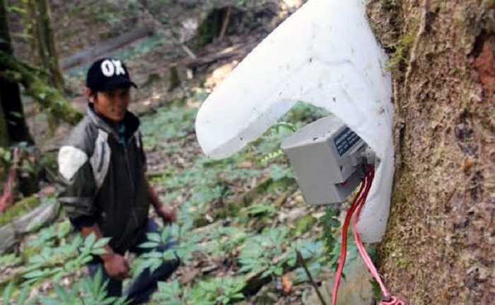 Trộm 500 gốc sâm Ngọc Linh: Sử dụng chó nghiệp vụ, máy báo động bảo vệ vườn cây tiền tỉ