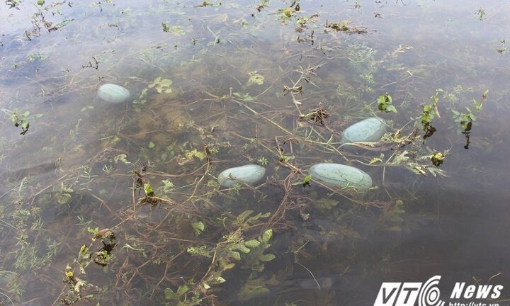 Hơn 100 hộ dân trồng dưa hấu 'trắng tay' sau bão số 4