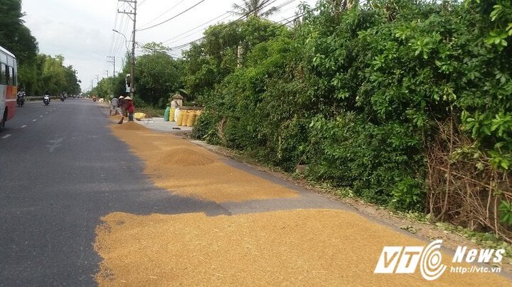 Ảnh: Bất chấp 'tử thần', dân đua nhau biến quốc lộ thành sân phơi thóc