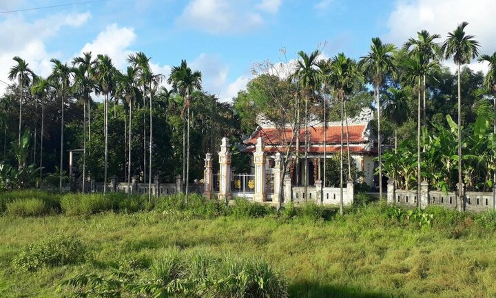 Thương lái Huế lùng sục thu mua cau non để bán sang Trung Quốc