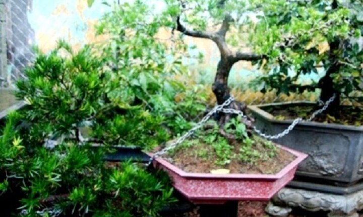 Dở khóc dở cười cảnh những cây mai quý bị 'gông xiềng' ngày cận Tết