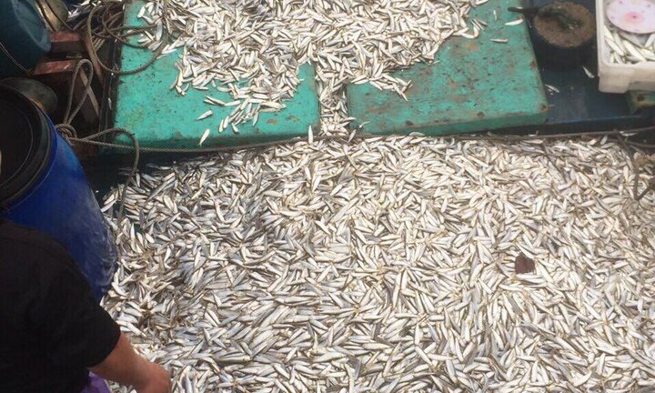 Ngư dân Quảng Trị trúng 'lộc biển' đầu năm, kiếm tiền triệu mỗi ngày