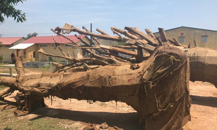 Cây 'quái thú' vi vu trên quốc lộ: Chủ cây khai gì với công an?