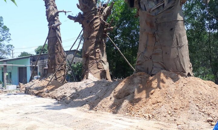 3 cây đa 'khủng' được trồng tạm ở Huế: Chính quyền địa phương nói gì?